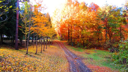 Maple autumnal leaves japan