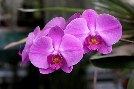 Orchid pink flora