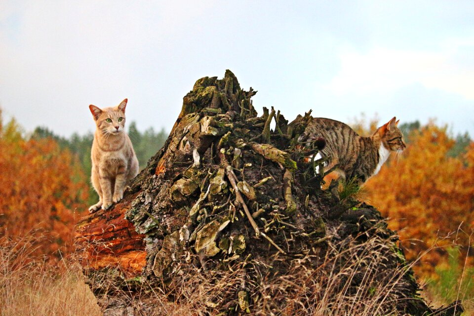 Mackerel tree stump autumn