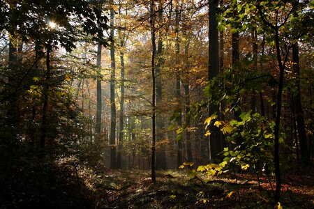 Autumn leaves autumn defoliation