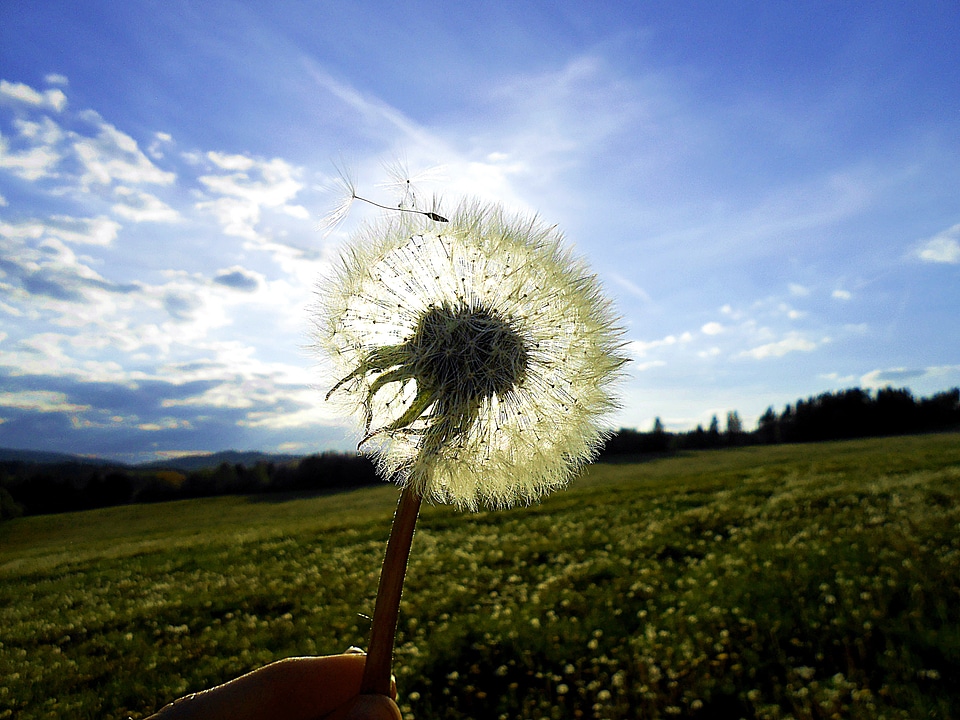 Meadow light free