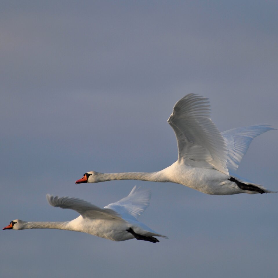 Swan denmark expensive