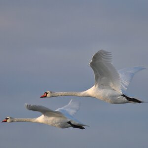 Swan denmark expensive