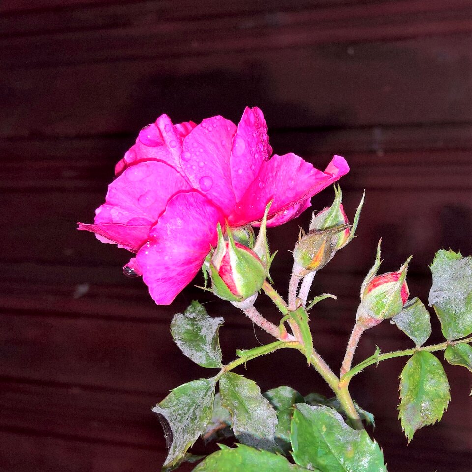 Climbing rose pink last blossom