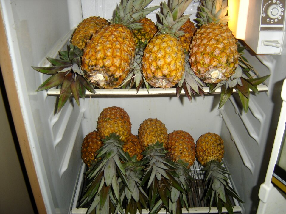 Pineapple ice mature