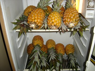 Pineapple ice mature