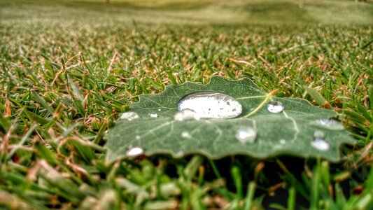 Nature grass water