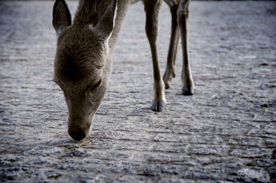 Deer animal creatures