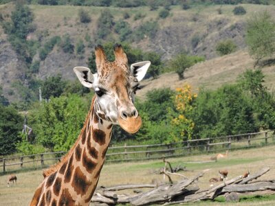 Giraffe zoo the prague zoo photo