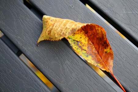Fall foliage fall color table