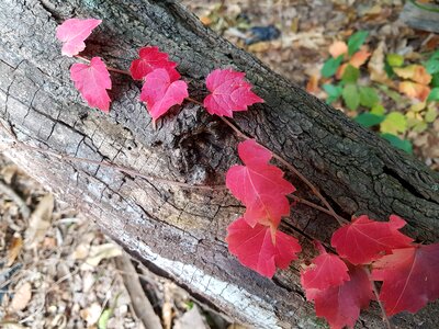 Autumn autumn leaves landscape