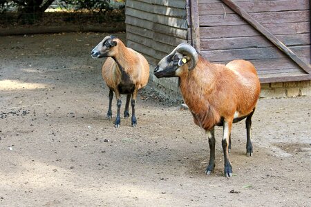 Horns deer park livestock