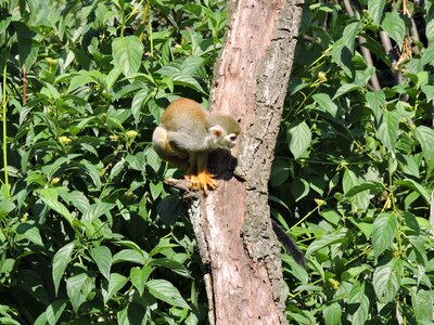 Monkey tree small