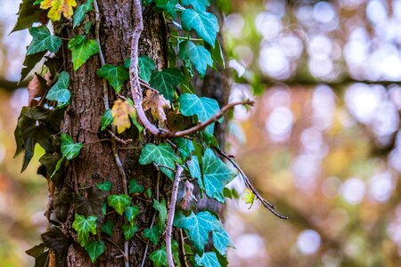 Fade effect bark climber plant