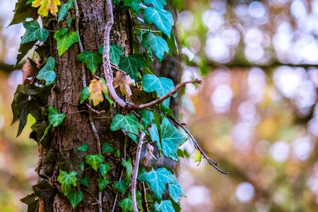 Fade effect bark climber plant photo