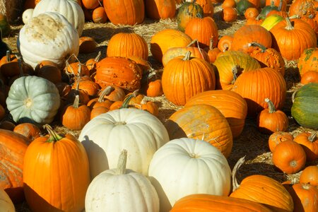 Patch autumn thanksgiving