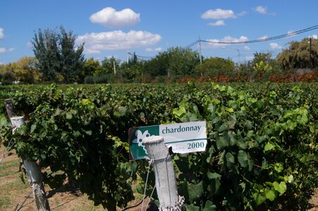 Mendoza wine chardonnay