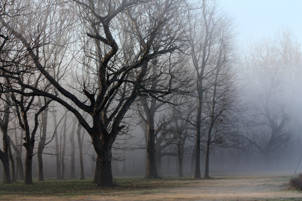 Trees landscape autumn