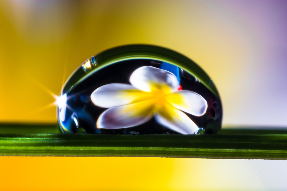 Blossom bloom macro