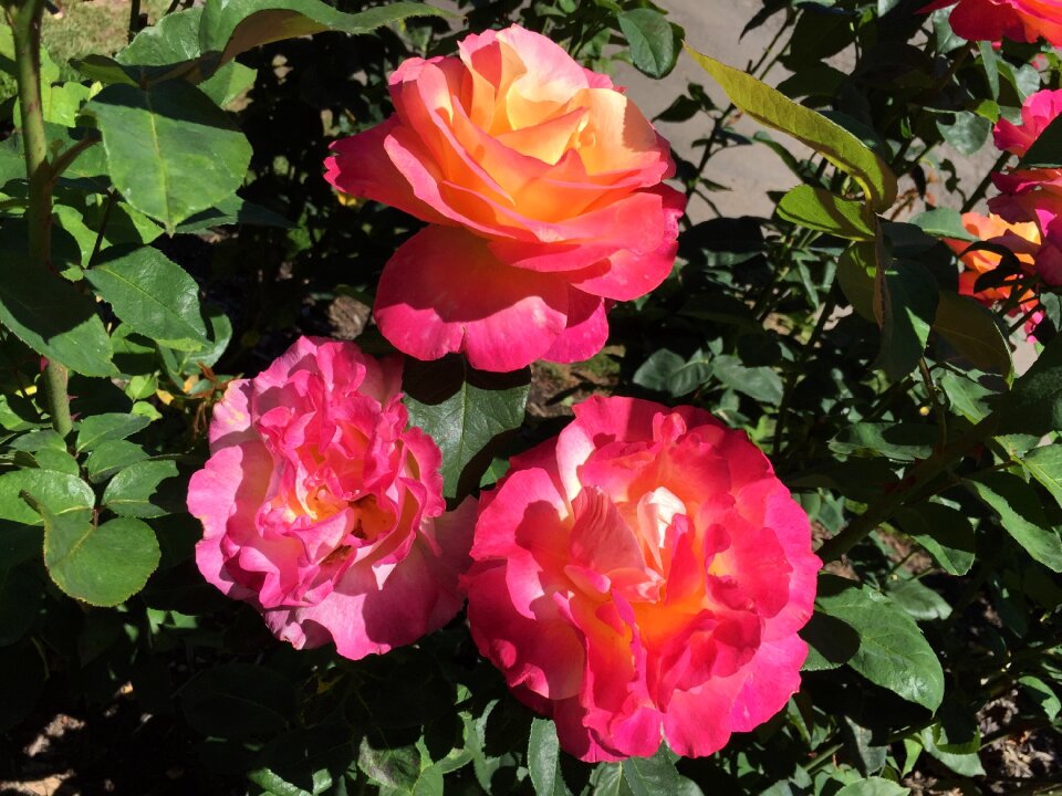 Oregon northwest botanical