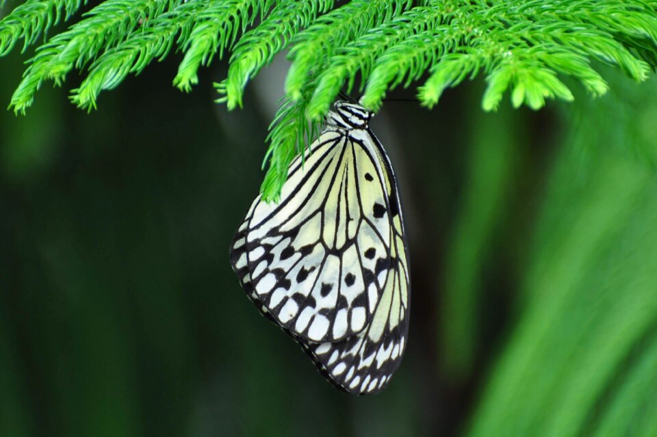 Insect butterfly nature