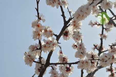 Open blooming sky