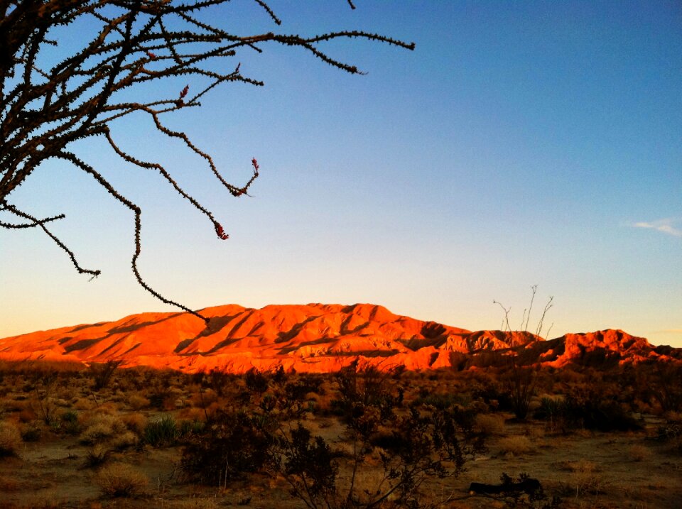Desert landscape cactus sunrise landscape