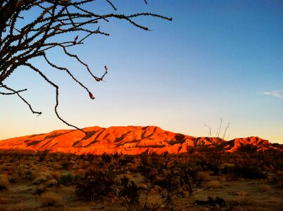 Desert landscape cactus sunrise landscape photo