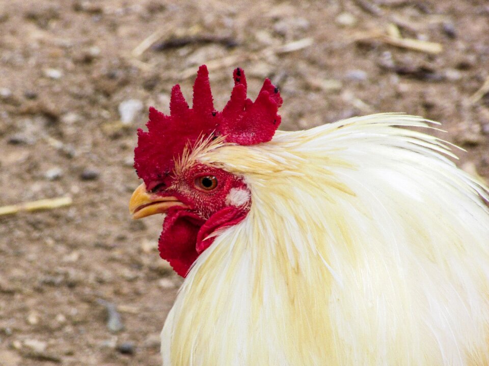 Bird poultry farm