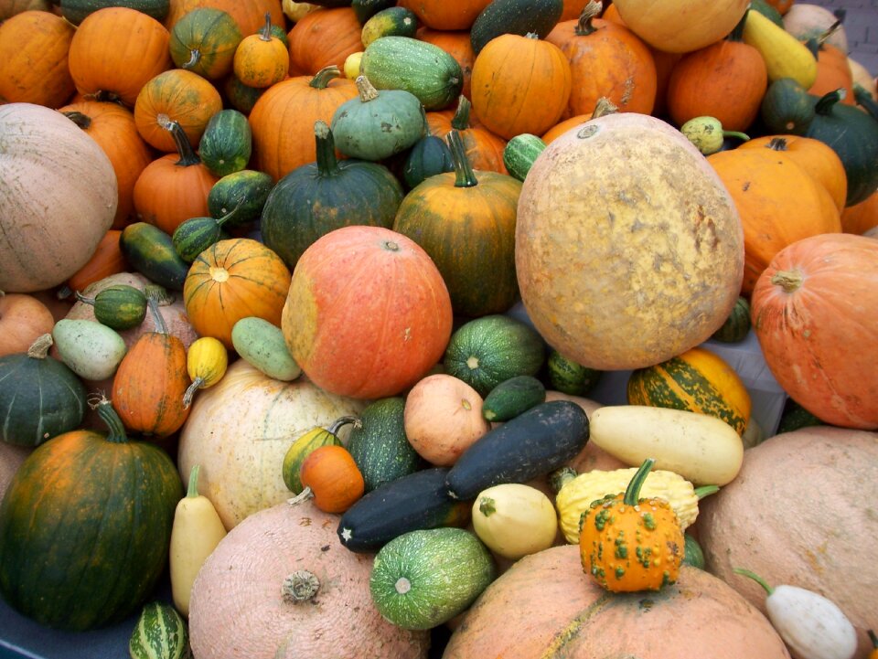 Harvest vegetables food