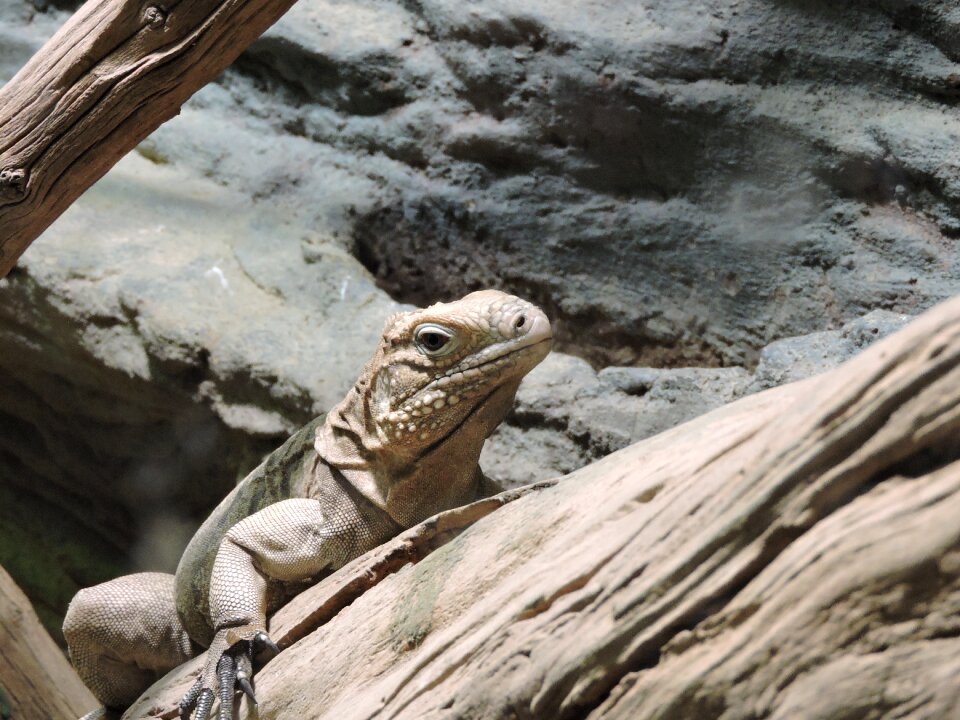Reptile animal zoo