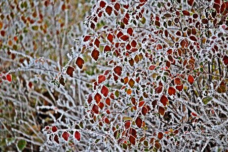 Winter snow ice