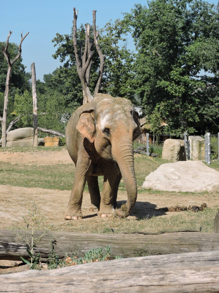 Old zoo animal