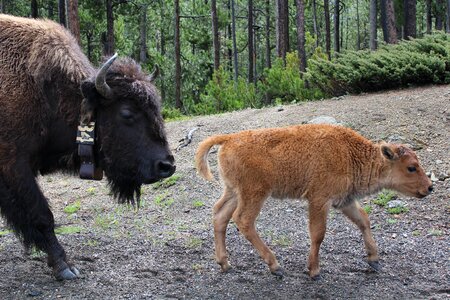 Wyoming travel bison
