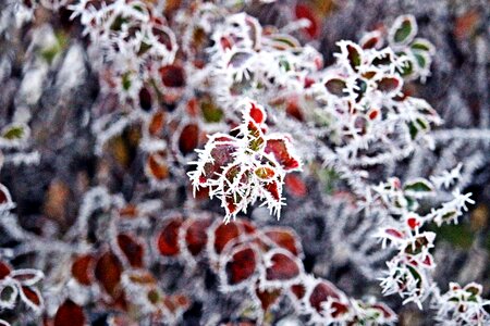 Snow hoarfrost leaf photo