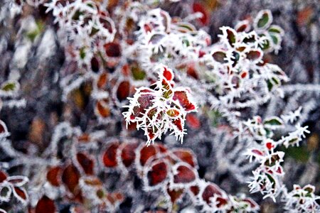 Snow hoarfrost leaf