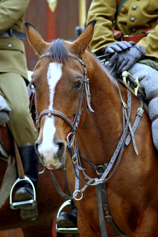 Cavalry independence the feast of the
