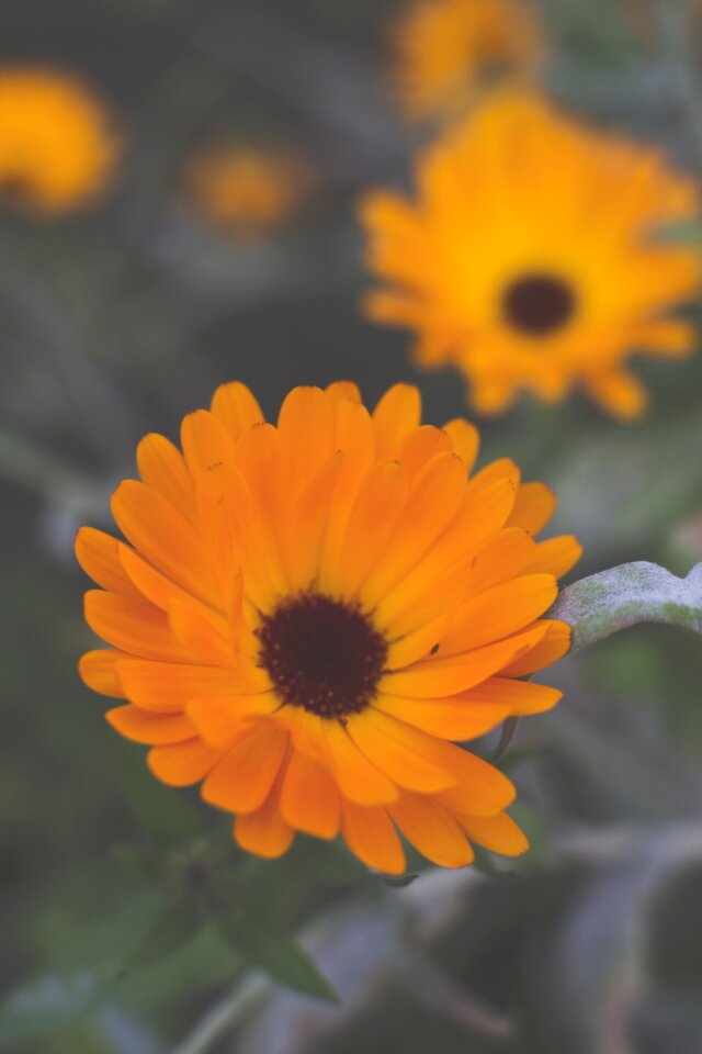 Blossom bloom yellow