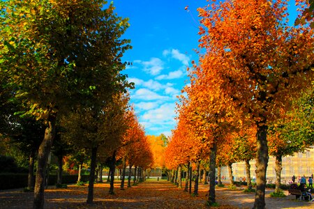 Tree in the fall autumn mood landscape
