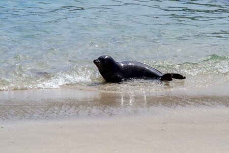 Robbe seal aquatic animal photo