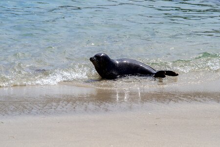 Robbe seal aquatic animal
