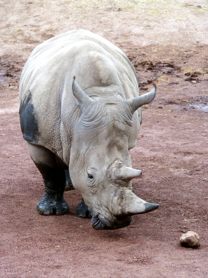 Horn endangered species rhinoceros