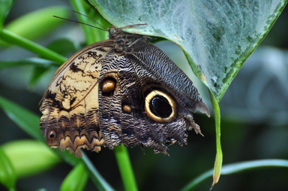 Insect butterfly nature