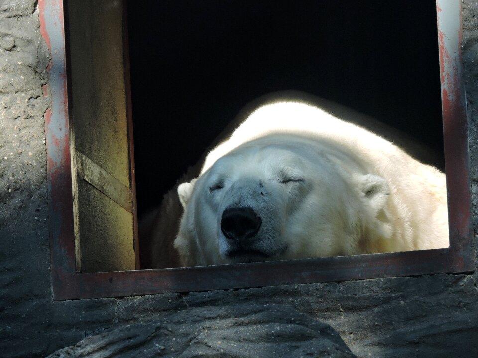 The prague zoo animal rest