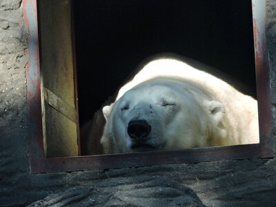 The prague zoo animal rest