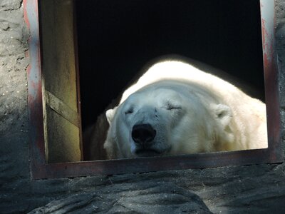 The prague zoo animal rest photo