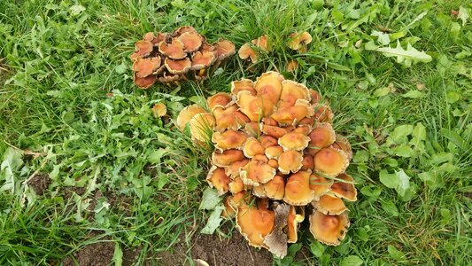 Autumn mushrooms nature