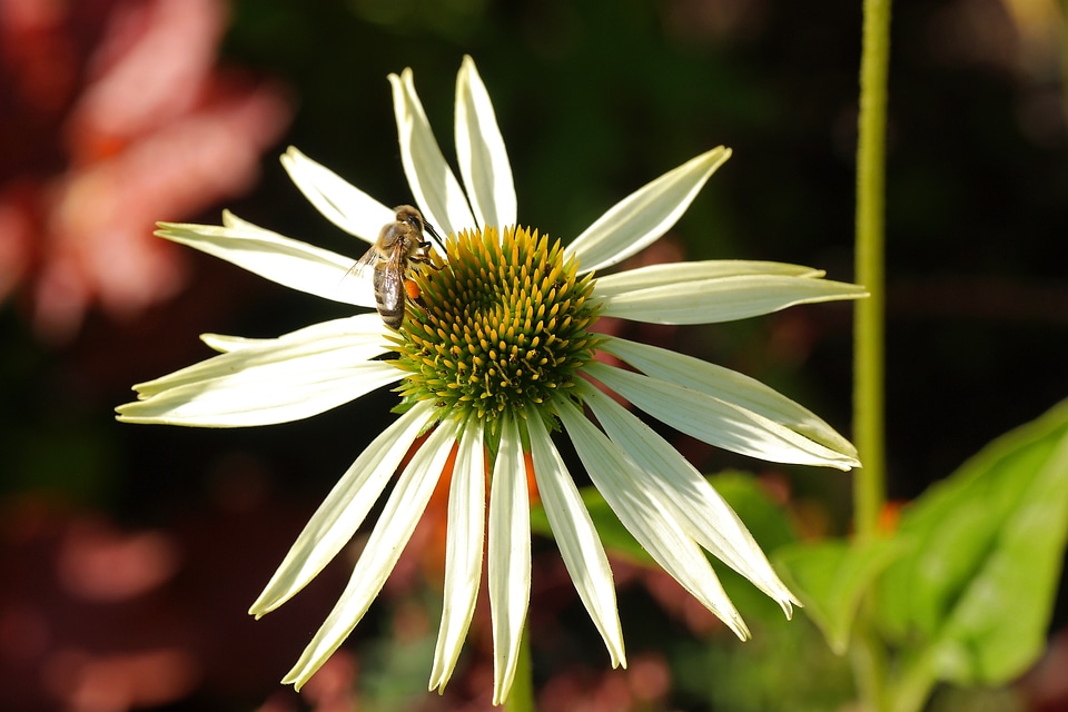 Blossom bloom pollen photo