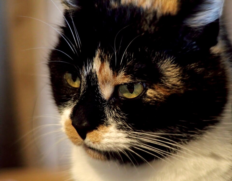 Animal eyes portrait