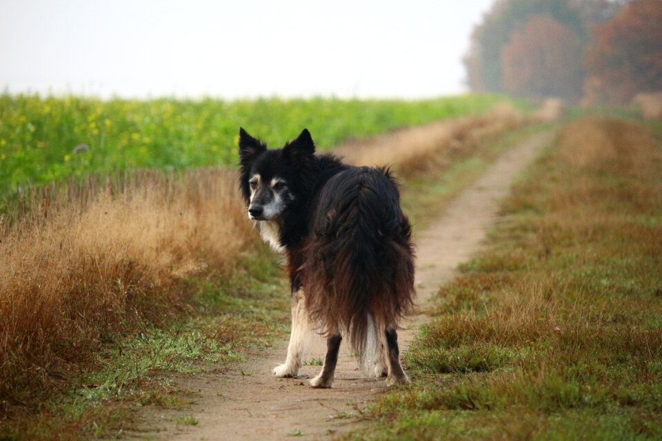 Purebred dog border british sheepdog